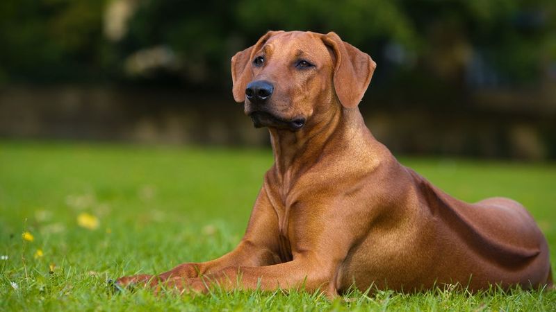 5 Guard Dog Breeds Trusted for Professional Protection — Plus 20 More Known for Security Skills 17 Rhodesian Ridgeback
