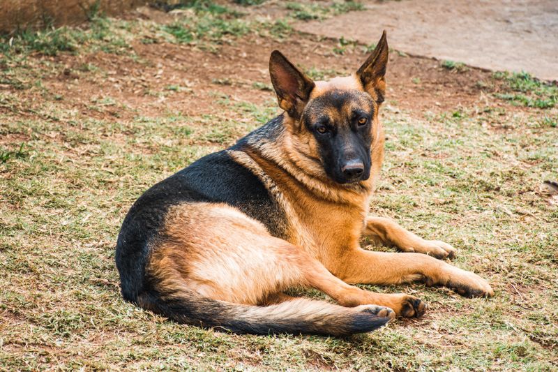 German Shepherd