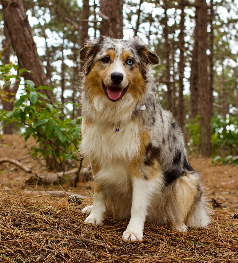 Pet another dog and suddenly these breeds may become very interested in what you're doing 10 Australian Shepherd