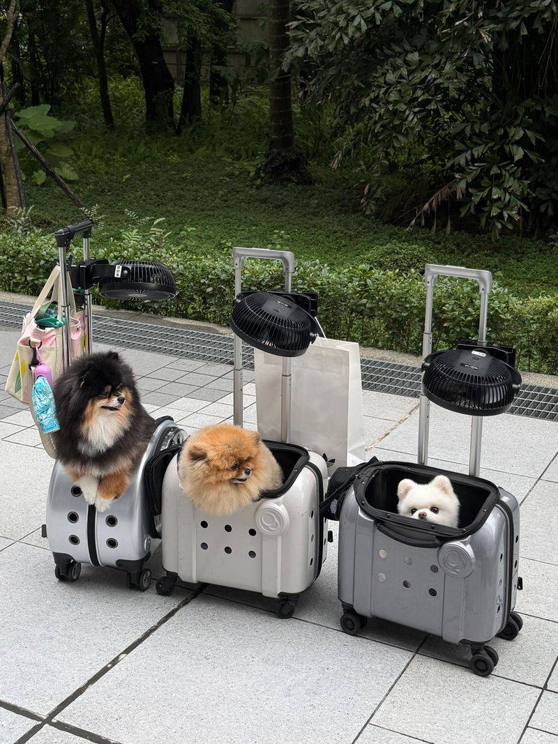 Your dog may dislike the car for reasons that are easier to fix than you think 7 Unstable footing during travel
