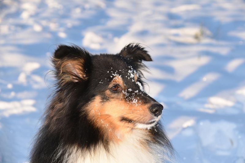 Shetland Sheepdog