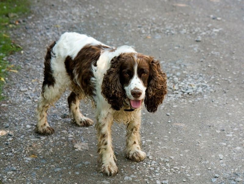 English Springer Spaniel