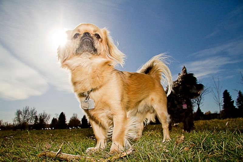 Some dog breeds don't fill the room with excitement - they fill it with reassurance 10 Tibetan Spaniel