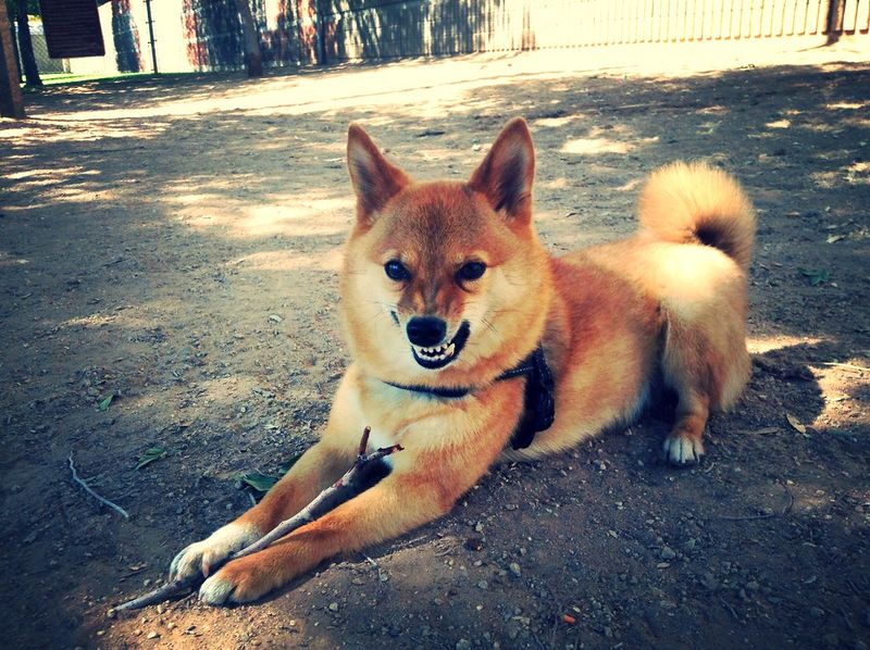 These dog breeds often return happier after a little uninterrupted quiet 6 Shiba Inu