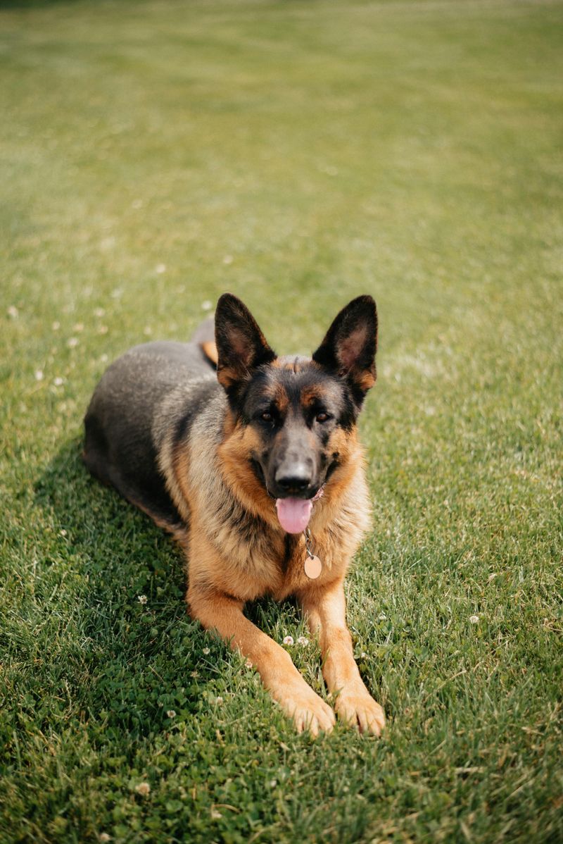 25 Most Expensive Dog Breeds to Buy and Maintain 23 German Shepherd