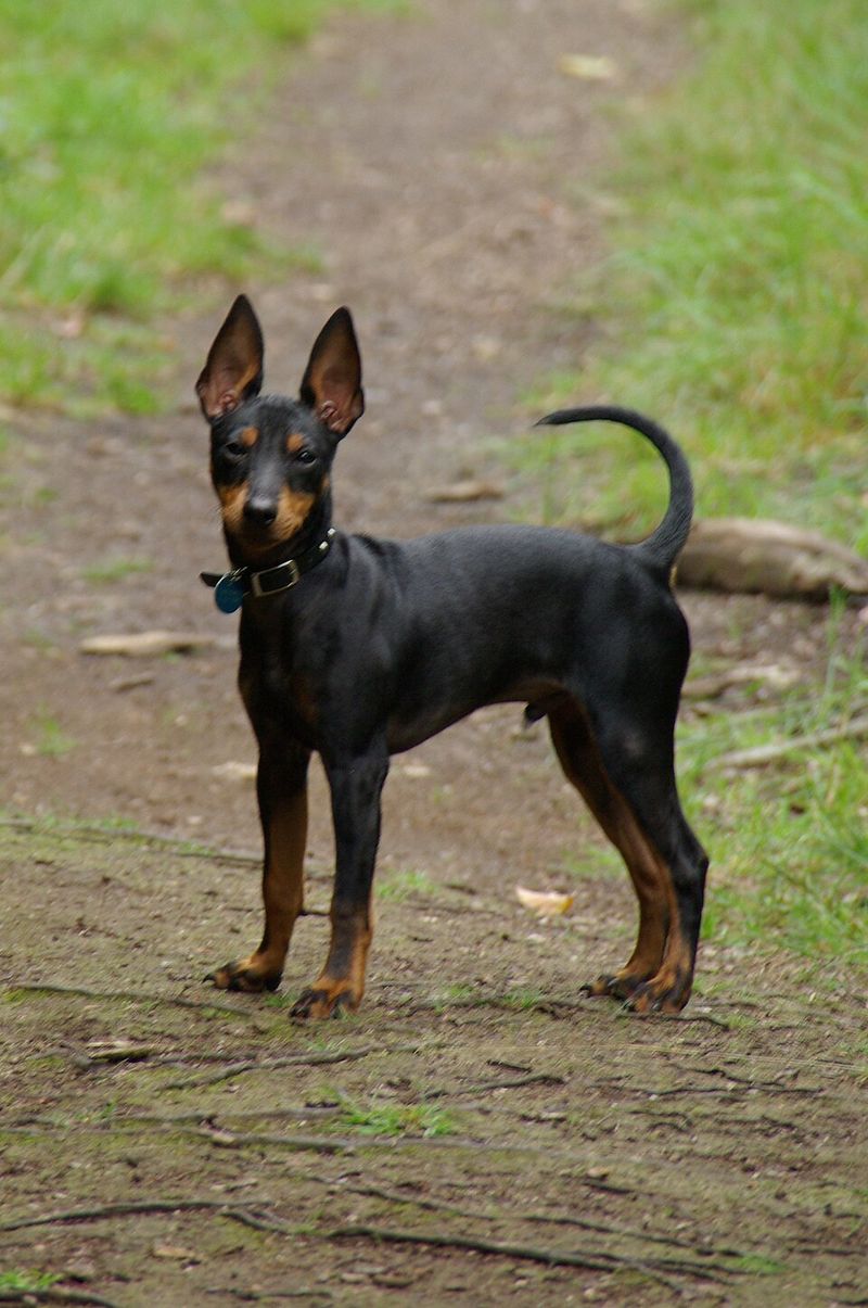 Toy Manchester Terrier