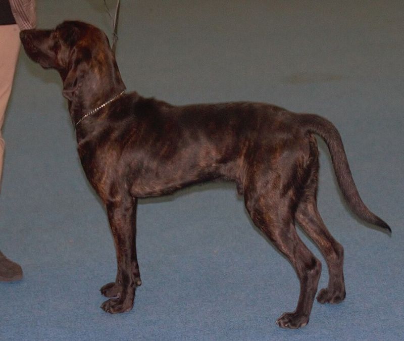 Plott Hound