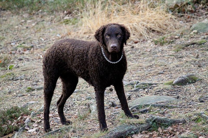 Changing lifestyles are pushing these dog breeds out of the spotlight 15 Curly-Coated Retriever