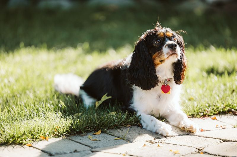 The dog snoring beside you may be smarter than the one showing off tricks - These 10 breeds prove why 10 Cavalier King Charles Spaniel