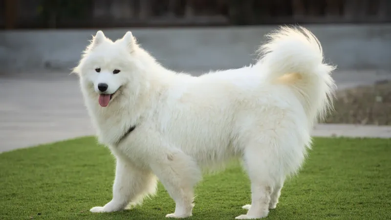 Good luck scrolling past these dog breeds without imagining one in your home 5 Samoyed