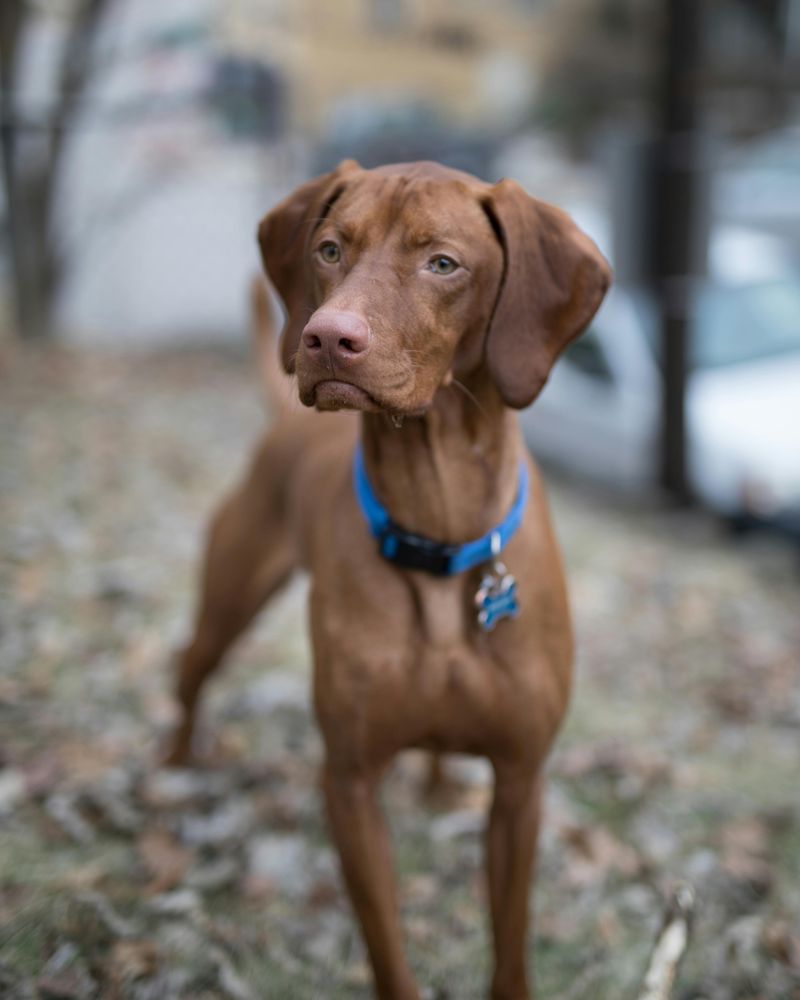 “Digital Fencing” Is Growing Fast - 18 Breeds Owners Use GPS Boundaries and Safe Zones For 12 Vizsla