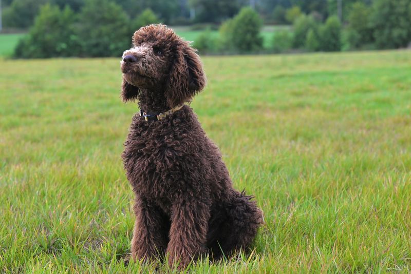 Life doesn't always follow a schedule - and these dog breeds seem perfectly fine with that 10 Standard Poodle