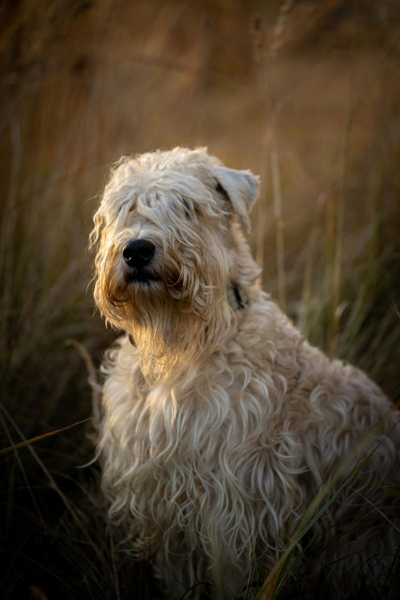 Soft Coated Wheaten Terrier