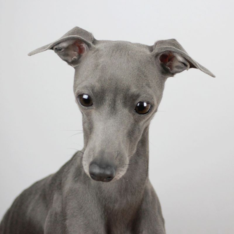Italian Greyhound