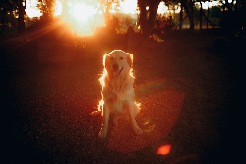 Before bringing home your dream breed, know how many years owners typically get to hope for 7 Golden Retriever Sunshine Years