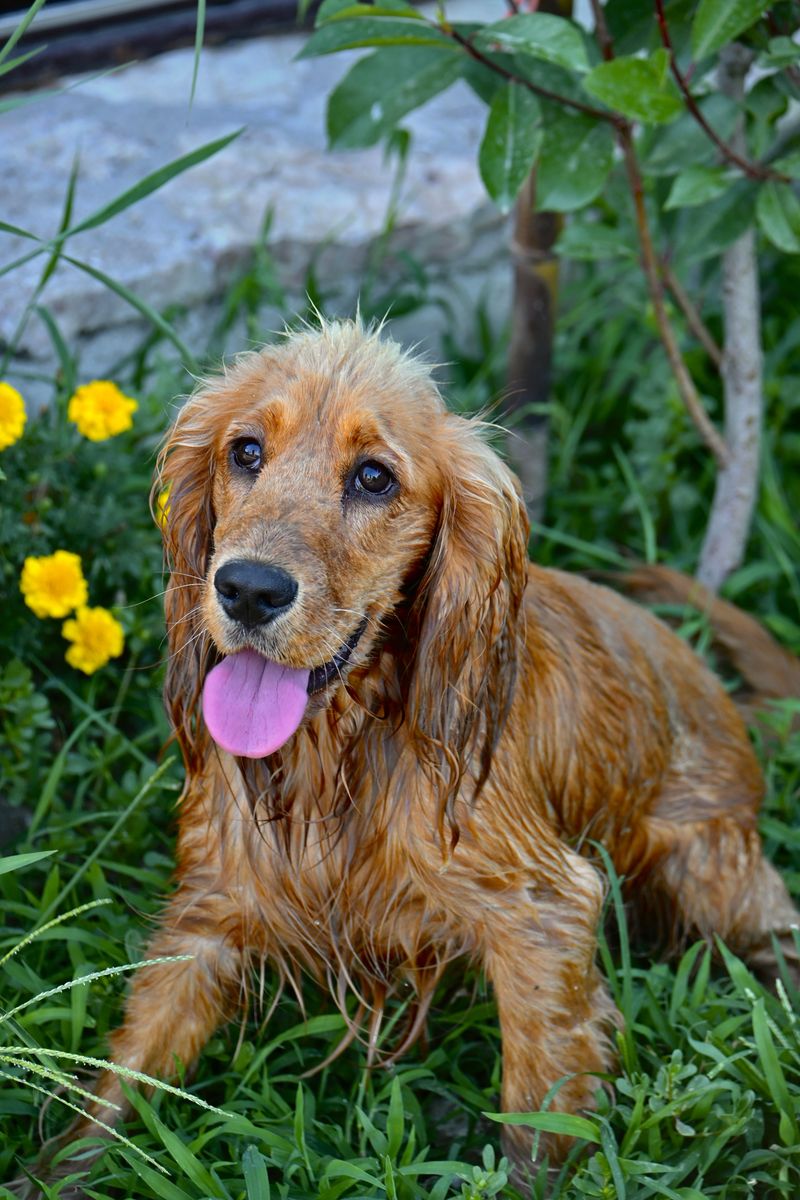 Some breeds don't need years to win people over - One unforgettable dog can do the job 8 Cocker Spaniel