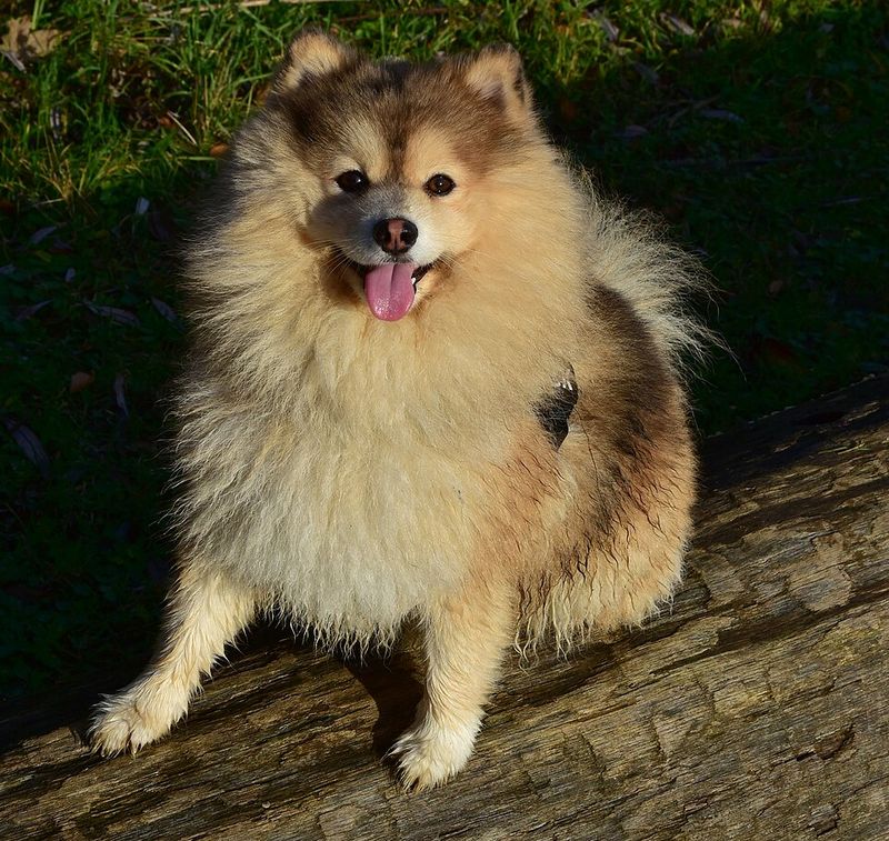 Pomsky