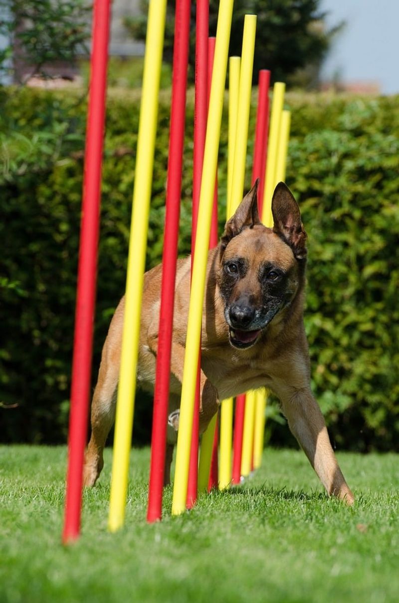 Belgian Malinois