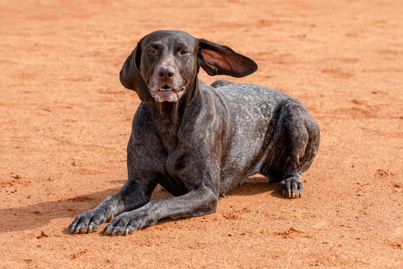 German Shorthaired Pointer