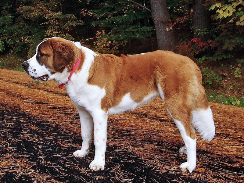 14 Dog Breeds That Stay Steady and Calm Even When Everything Around Them Isn’t 5 Saint Bernard