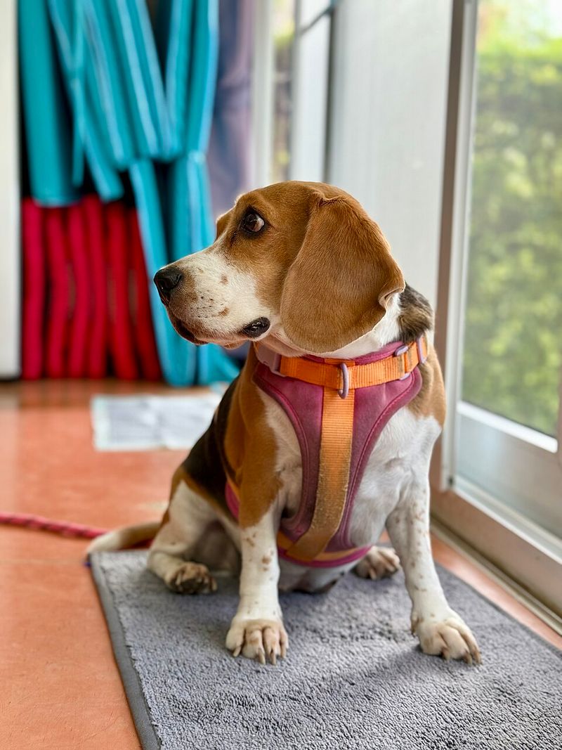 Beagle