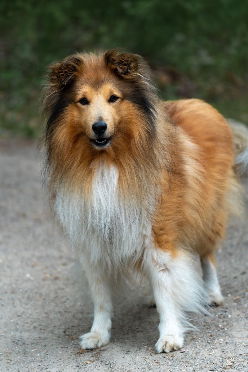 Rough Collie