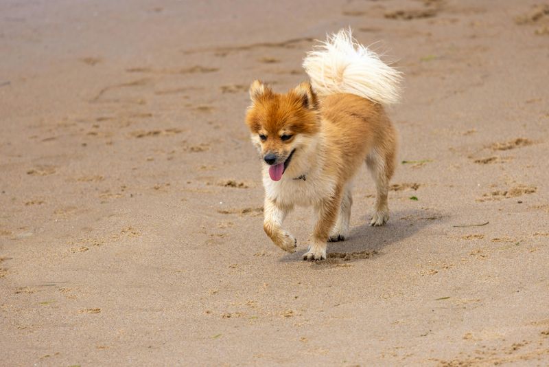 These 10 underrated dog breeds will surprise you in the best way 4 Icelandic Sheepdog