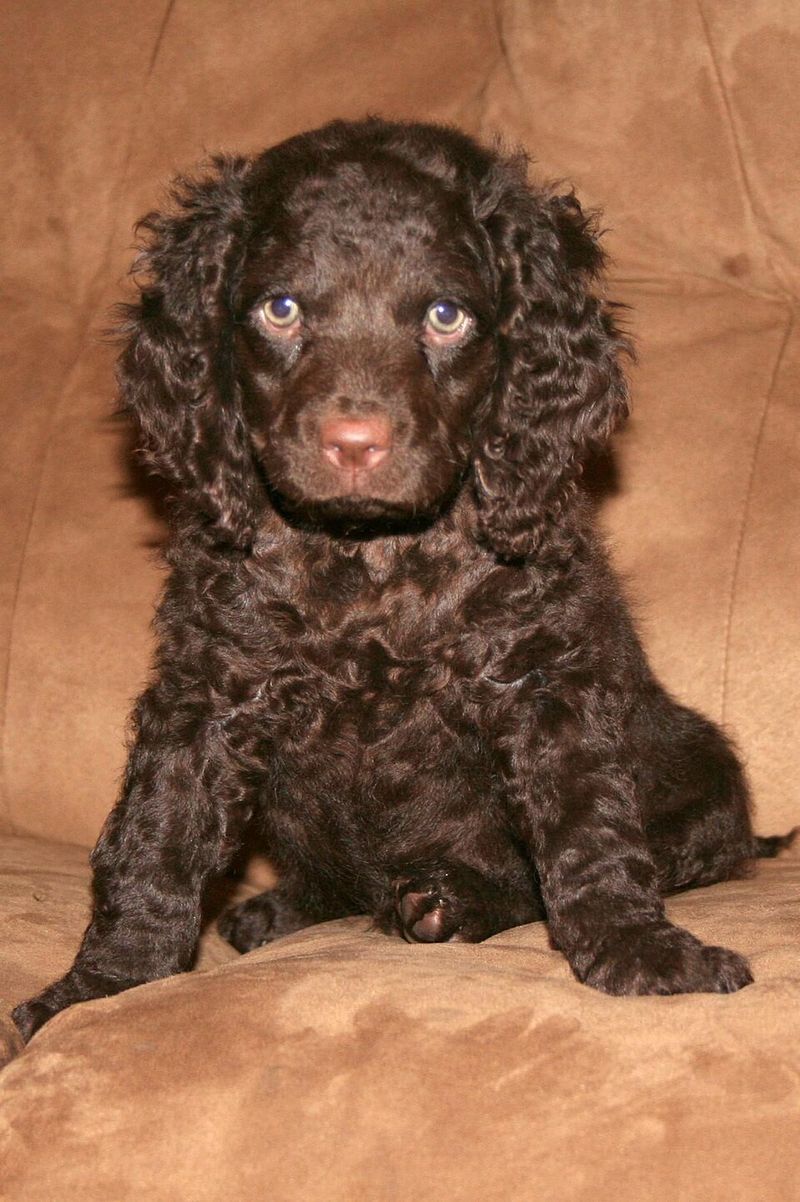 14 Dog Breeds That Get Mouthy When Excited - The Training Swap Trainers Prefer 15 American Water Spaniel