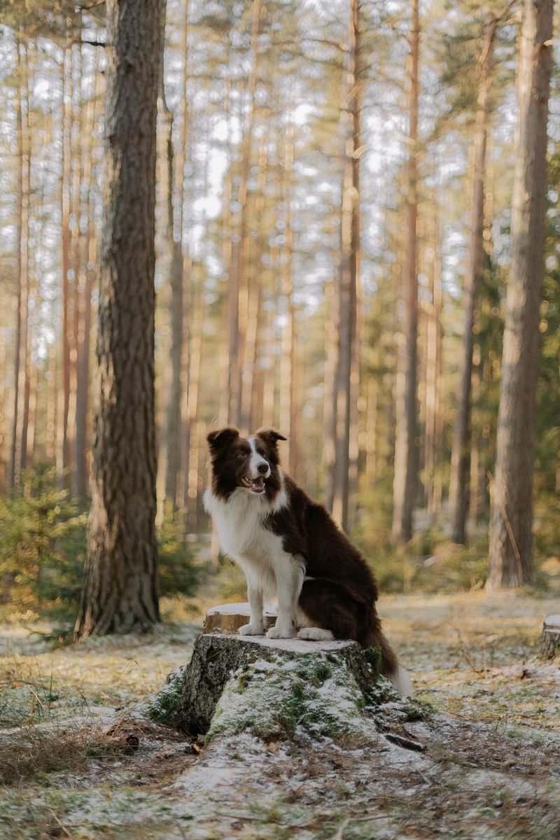 Border Collie