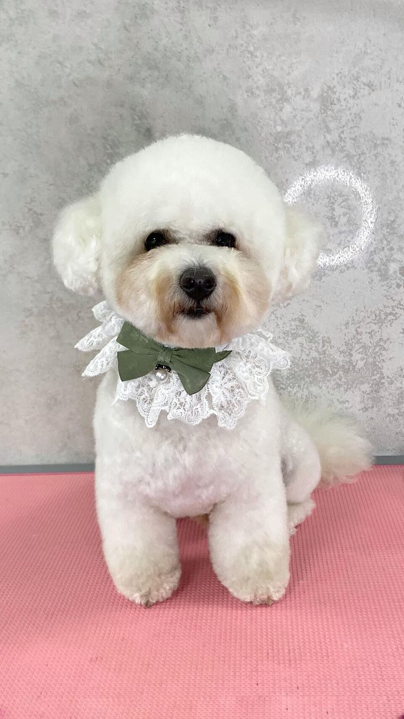 10 breeds worth loving despite the extra housekeeping - plus 3 that won't keep your vacuum nearly as busy 13 Bichon Frise: Cotton Ball Comedian