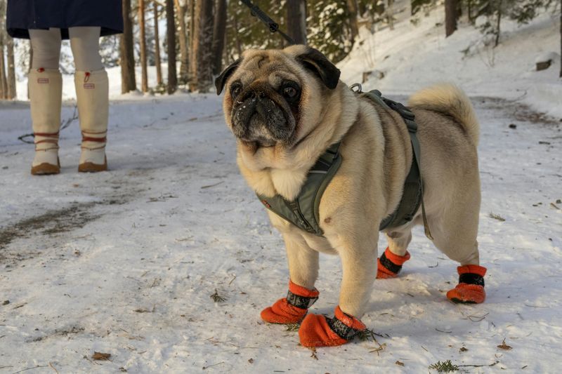 25 Dog Breeds That Need Extra Care in Cold Weather 8 Pug