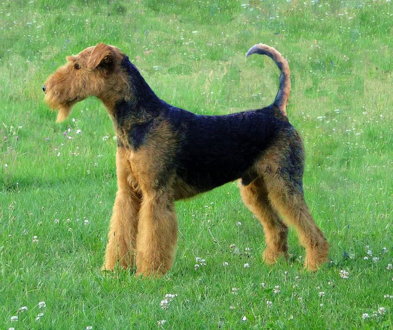 19 Dog Breeds Known for Their Endurance and Survival Instincts 20 Airedale Terrier