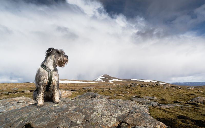 12 dog breeds that can make you reconsider how much your everyday behavior influences your pet 6 Miniature Schnauzer
