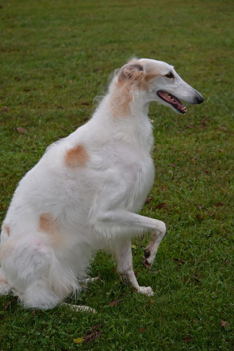 Borzoi