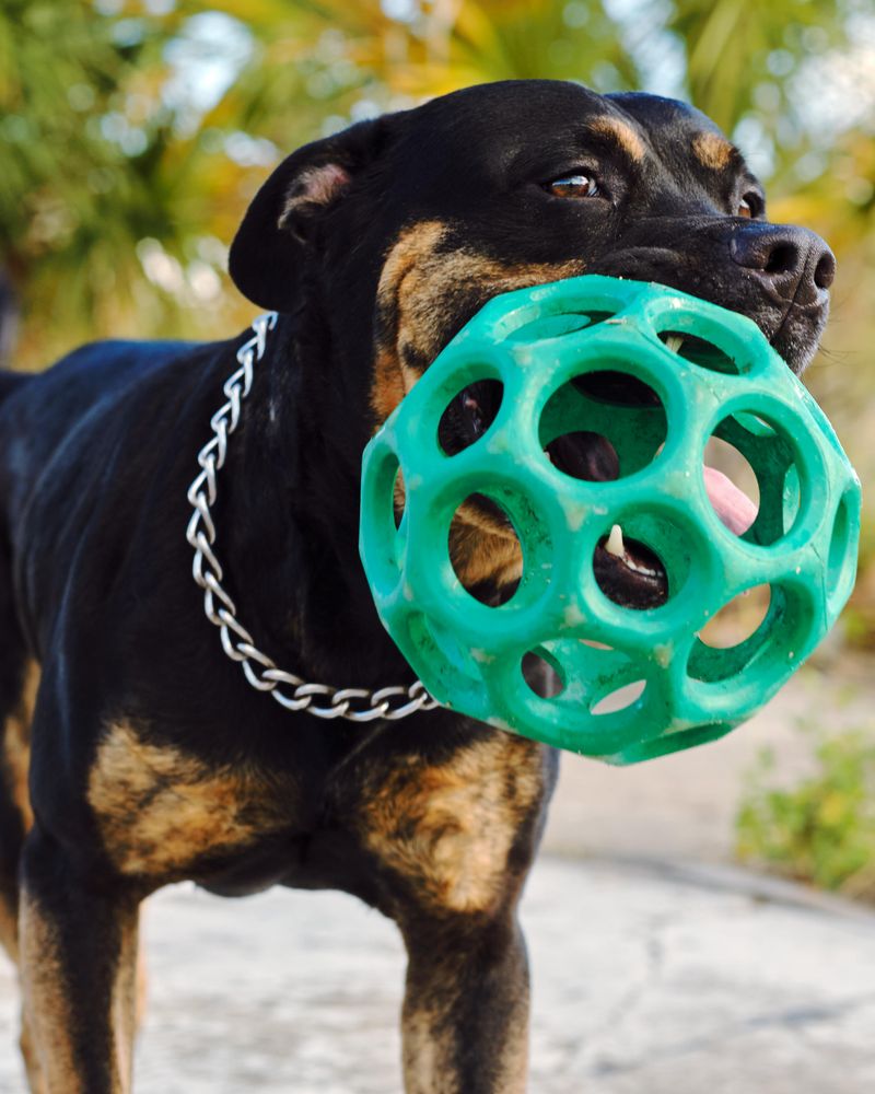 11 dog breeds known for powerful and constant chewing 11 Rottweiler
