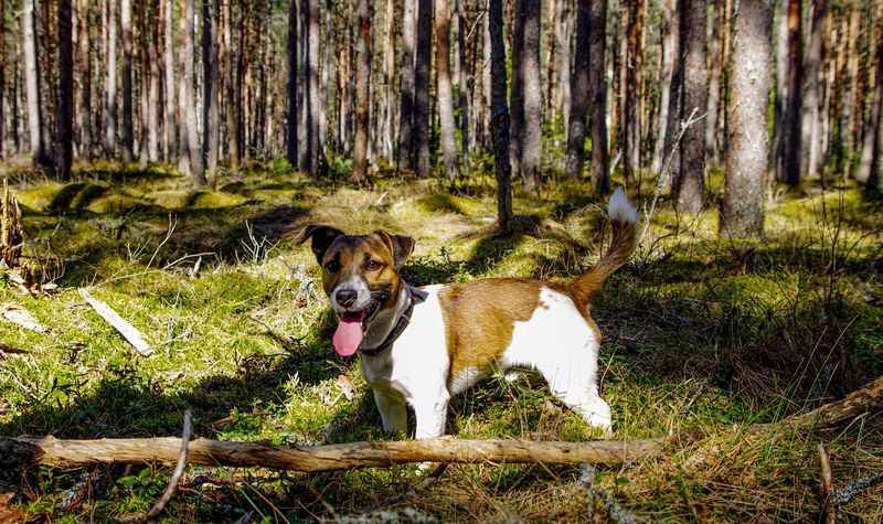 Choose the wrong energy level and your dog's morning routine may become your new fitness program 11 Jack Russell Terrier