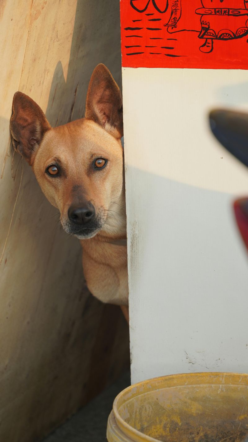 Strange repetitive habits that seem hard for your dog to stop