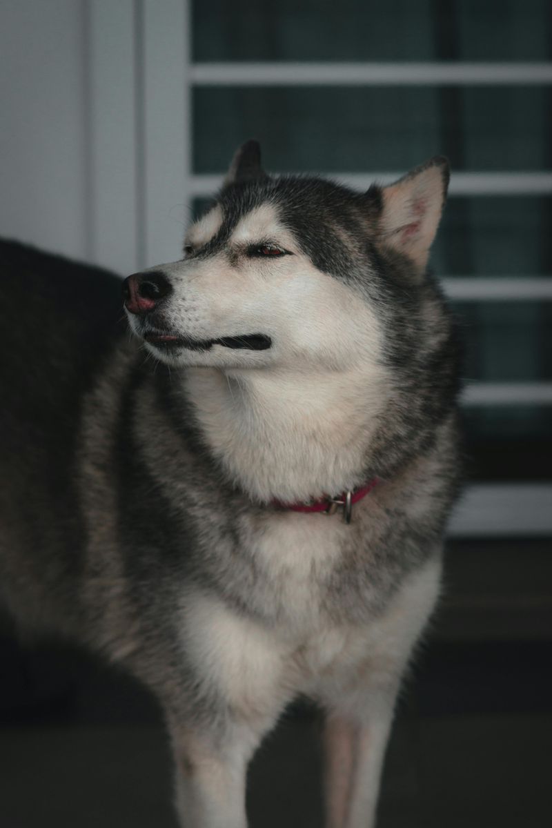Siberian Husky