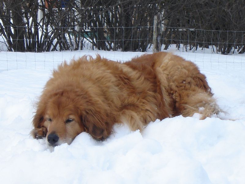 10 impressive dogs that dominate attention the moment they appear plus 5 calm breeds that bring the opposite energy 16 Newfoundland
