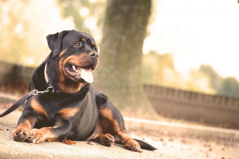 Rottweiler