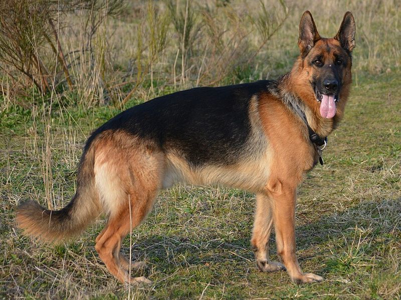 German Shepherd