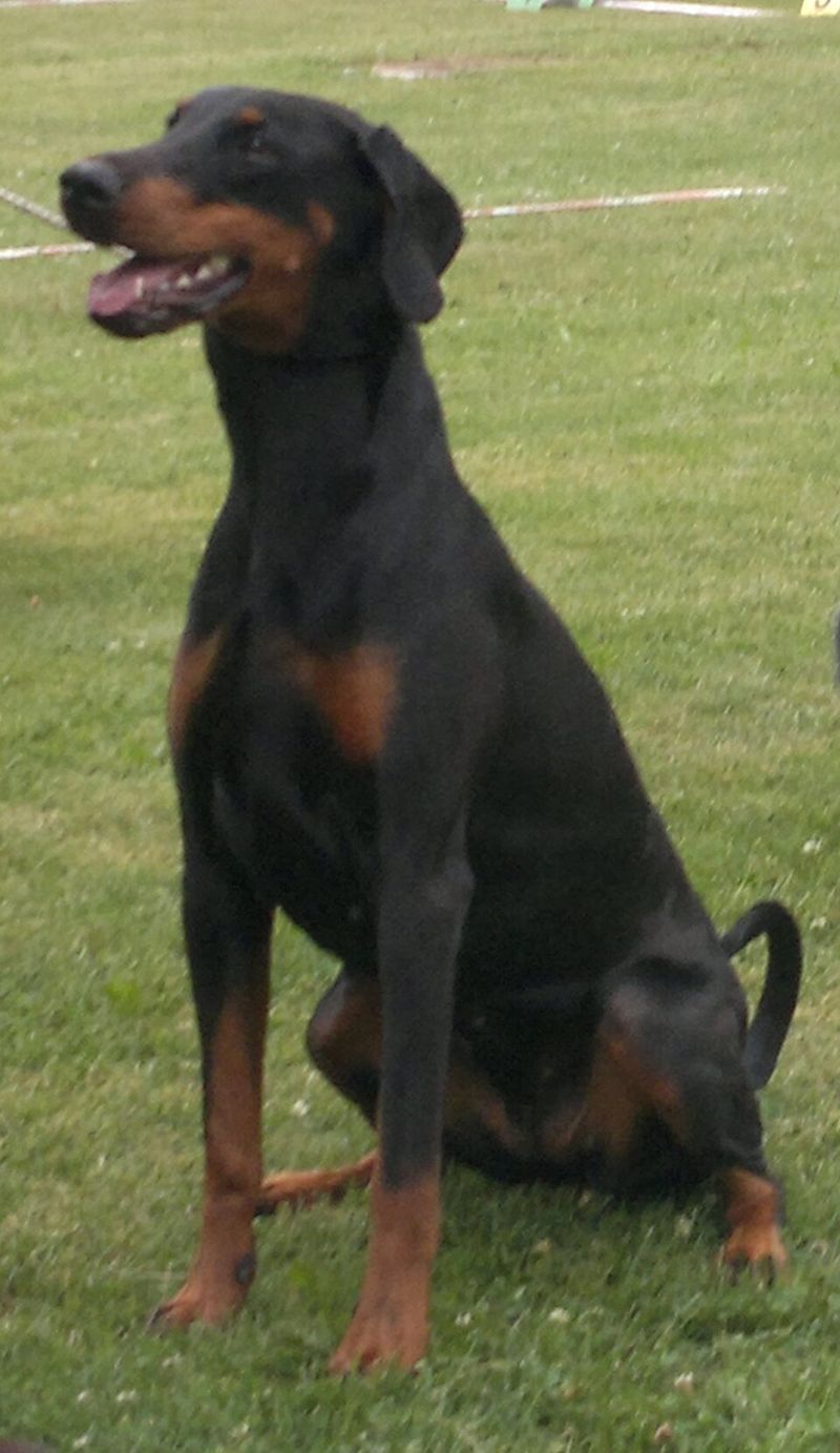 Doberman Pinscher
