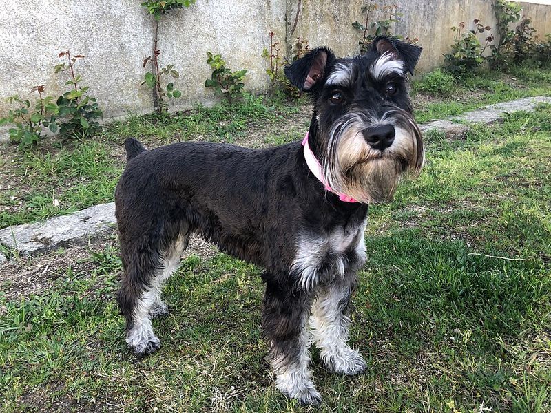 A level-headed personality is one of the greatest strengths these dog breeds share 2 Standard Schnauzer