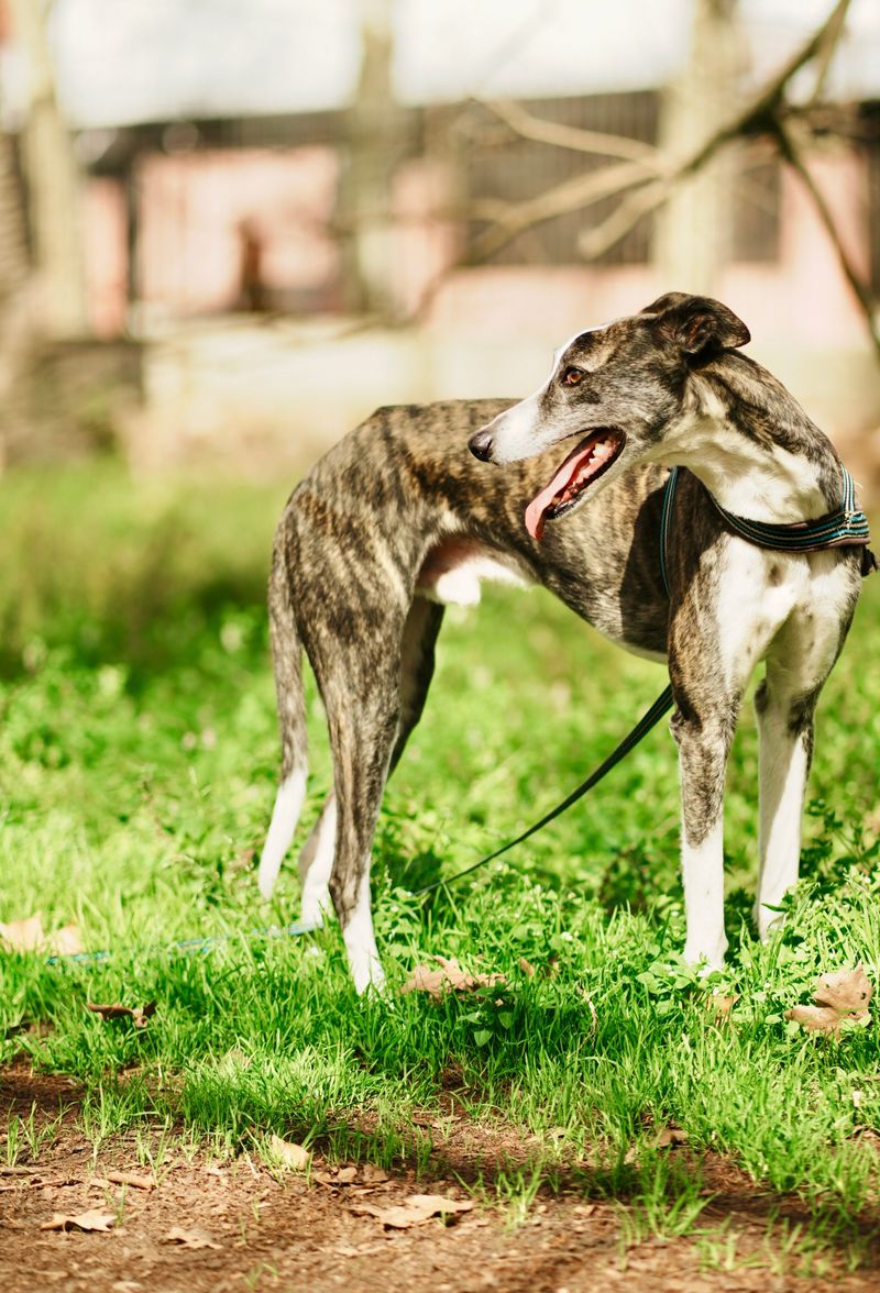 Greyhound - fast runner, mellow roommate