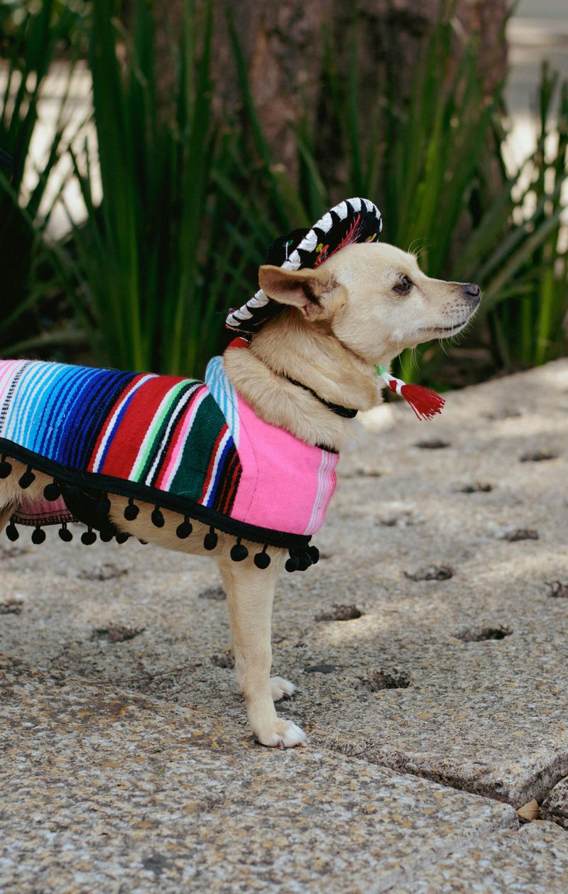21 Interesting Facts About the Chihuahua - Small in Size, Big in Personality 18 Cultural Significance