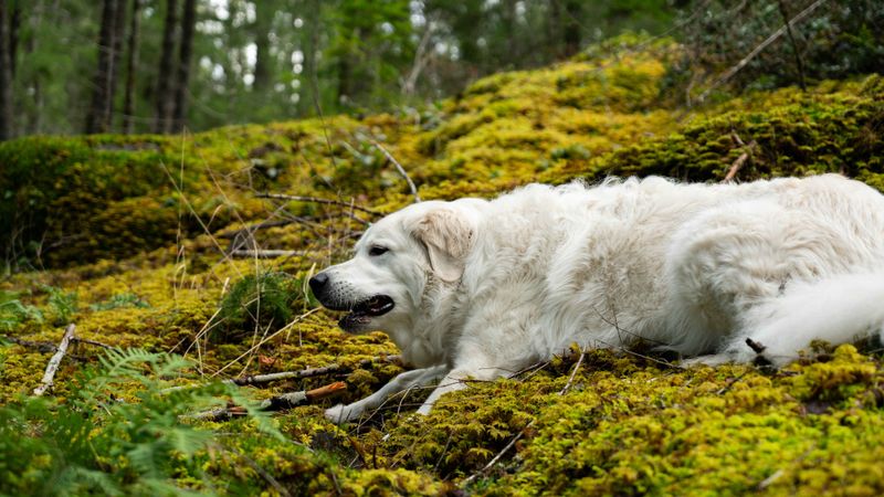 Think a friendly dog should tolerate attention whenever you want? These 10 breeds challenge that idea 8 Great Pyrenees