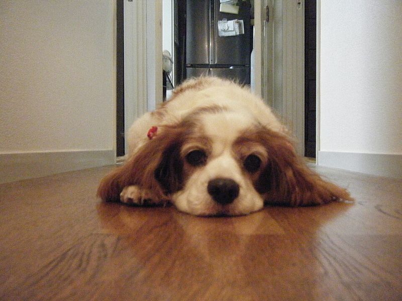 10 dogs that have mastered the art of doing absolutely nothing - and 4 that apparently never took the class 7 Cavalier King Charles Spaniel