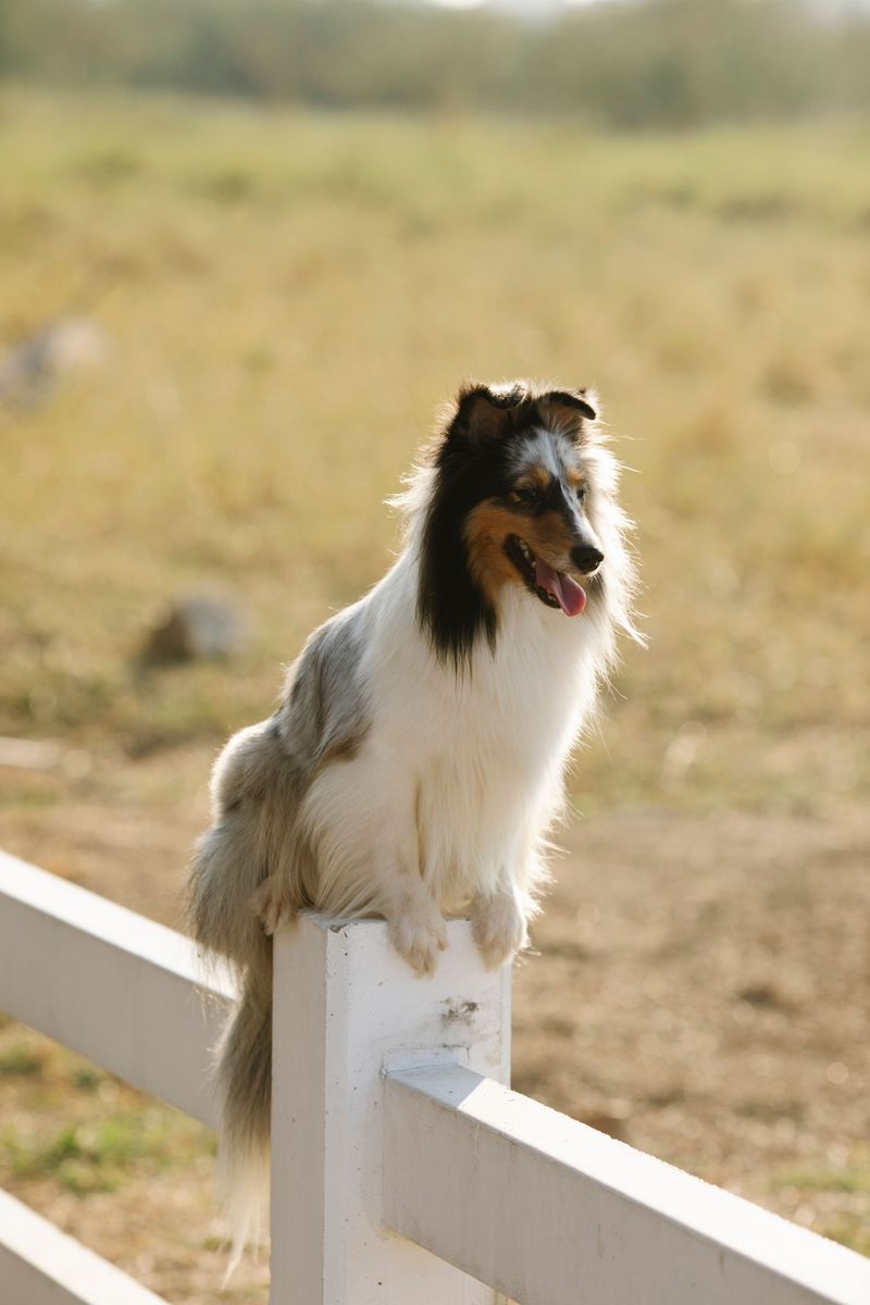 Smart dogs learn commands quickly - Unfortunately, they can learn your weaknesses just as fast 7 Shetland Sheepdog