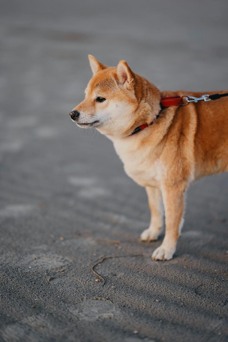 12 dog breeds so charming owners ignore every bad habit 7 Shiba Inu