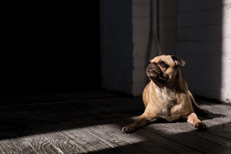 24 Dog Breeds Most Often Linked to Biting Incidents — and the Reasons Behind It 11 Bullmastiff